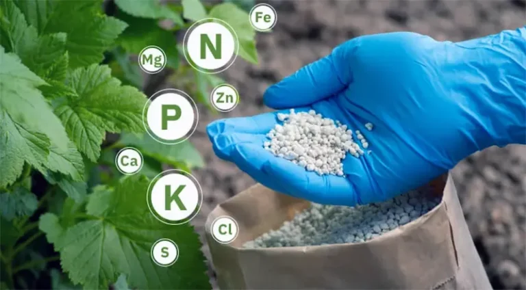 pemupukan tanaman buah