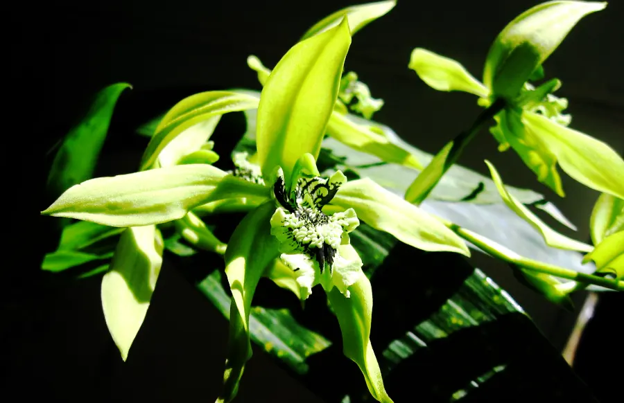 anggrek hitam adalah