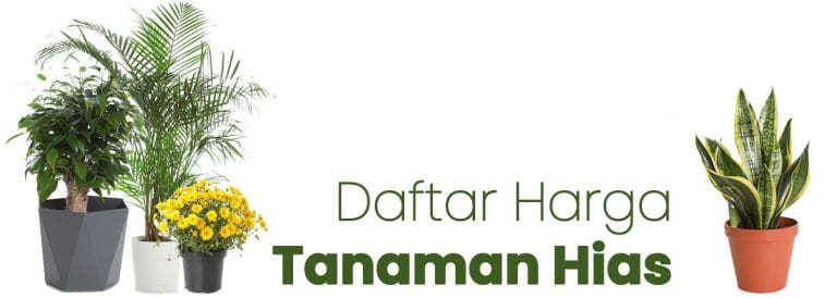 tetanam | Daftar Harga Tanaman & Sarana Menanam harga tanaman hias