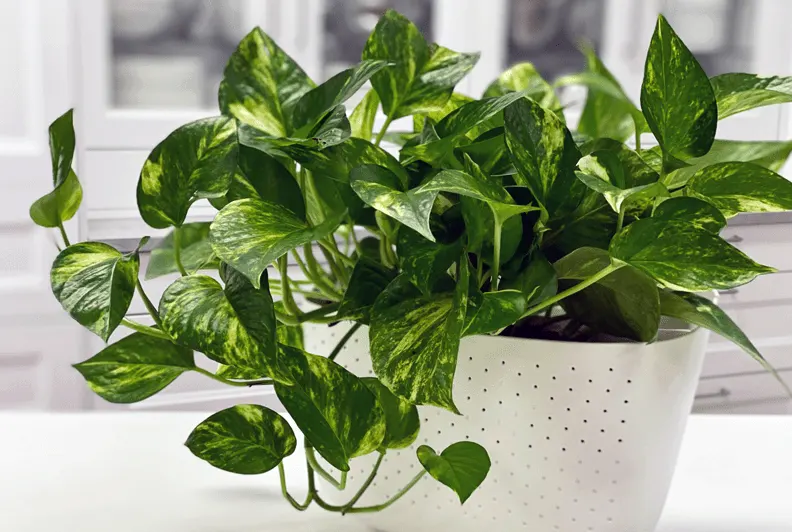 tanaman sirih gading