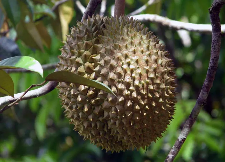 durian