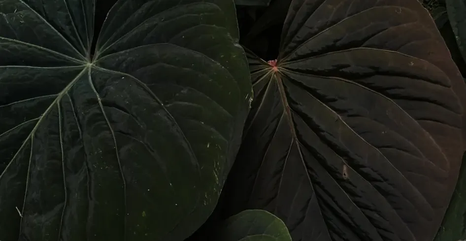 harga anthurium kunyalense