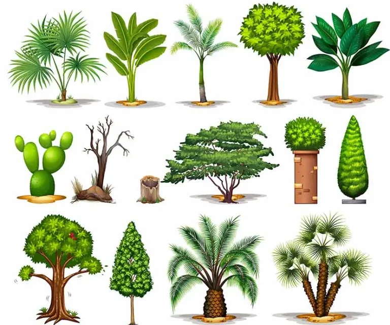 tetanam | Pengelompokan Tanaman: Metode yang Digunakan Para Ahli pengelompokan tanaman