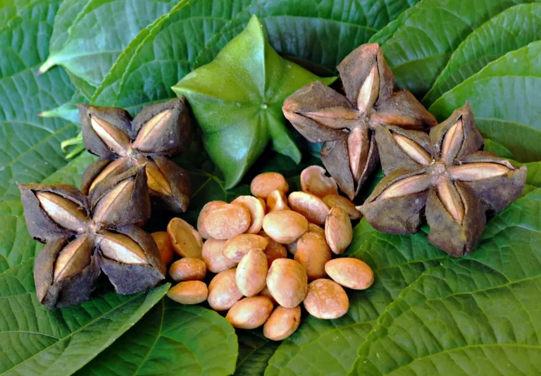 tetanam | Tanaman Sacha Inchi: Kacang Inca dengan Segudang Manfaat sacha inchi