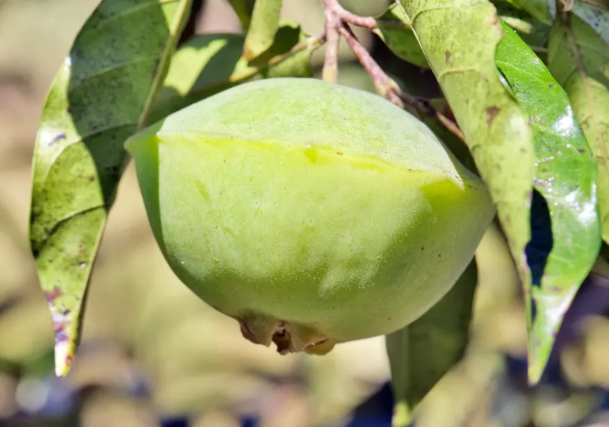 tanaman cambuci dari