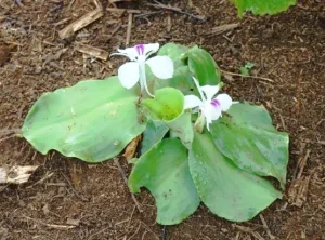 tetanam | Tanaman Kencur: Dari Jamu Sampai Bumbu Dapur tanaman kencur adalah