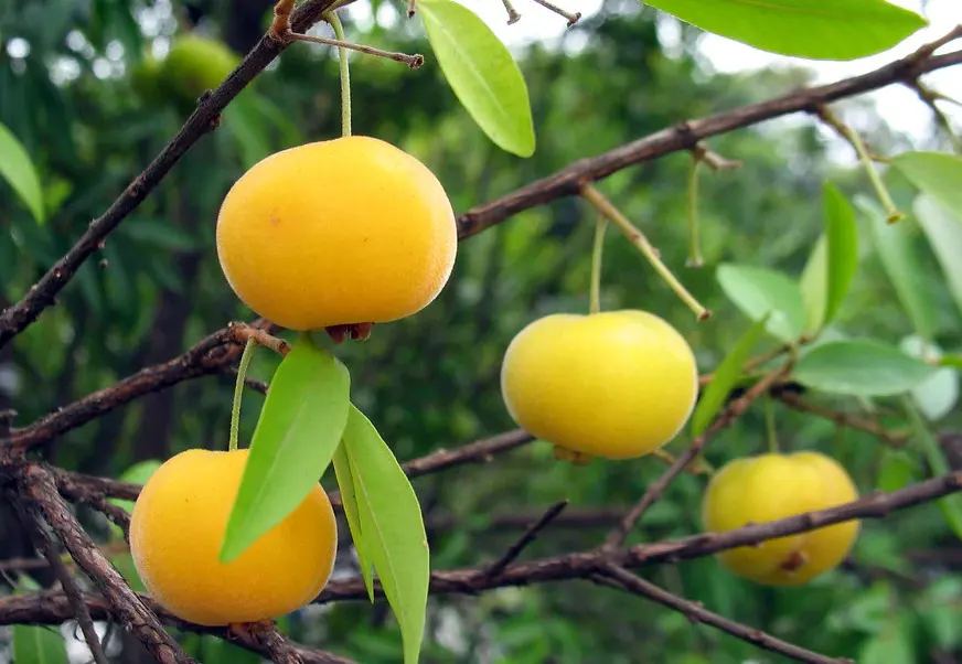 tanaman buah uvaia