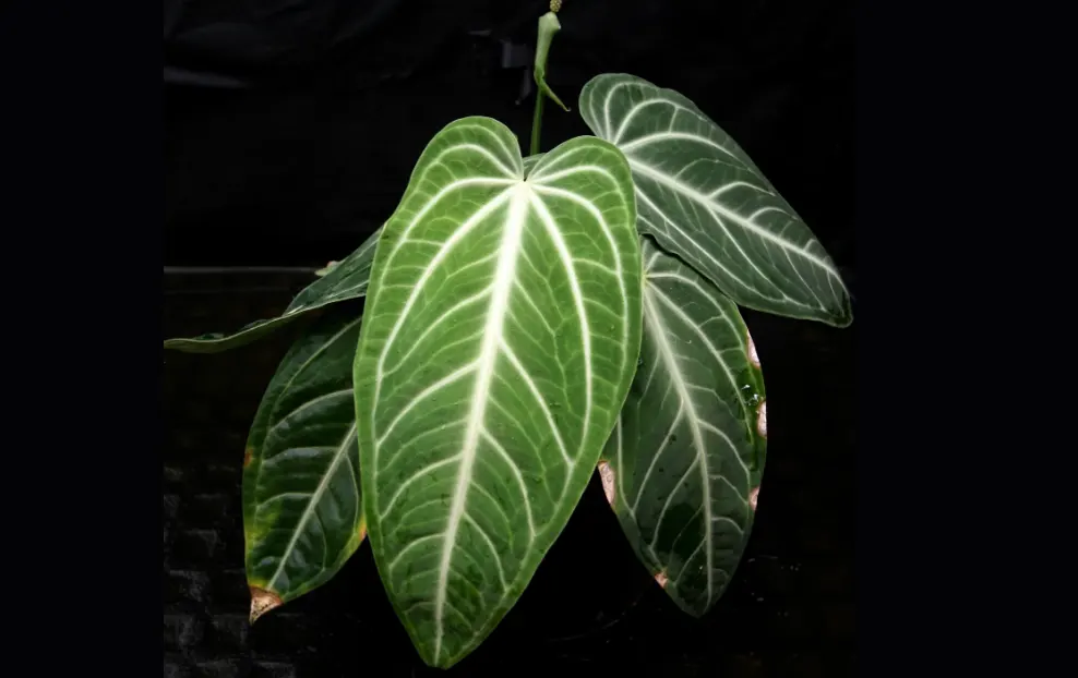 Anthurium villenaorum