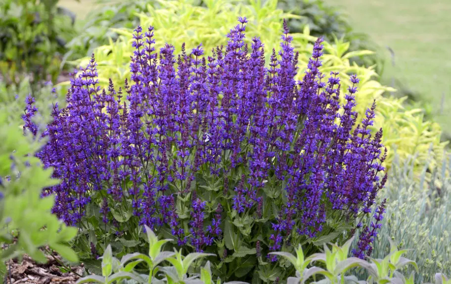 tanaman tahan panas matahari