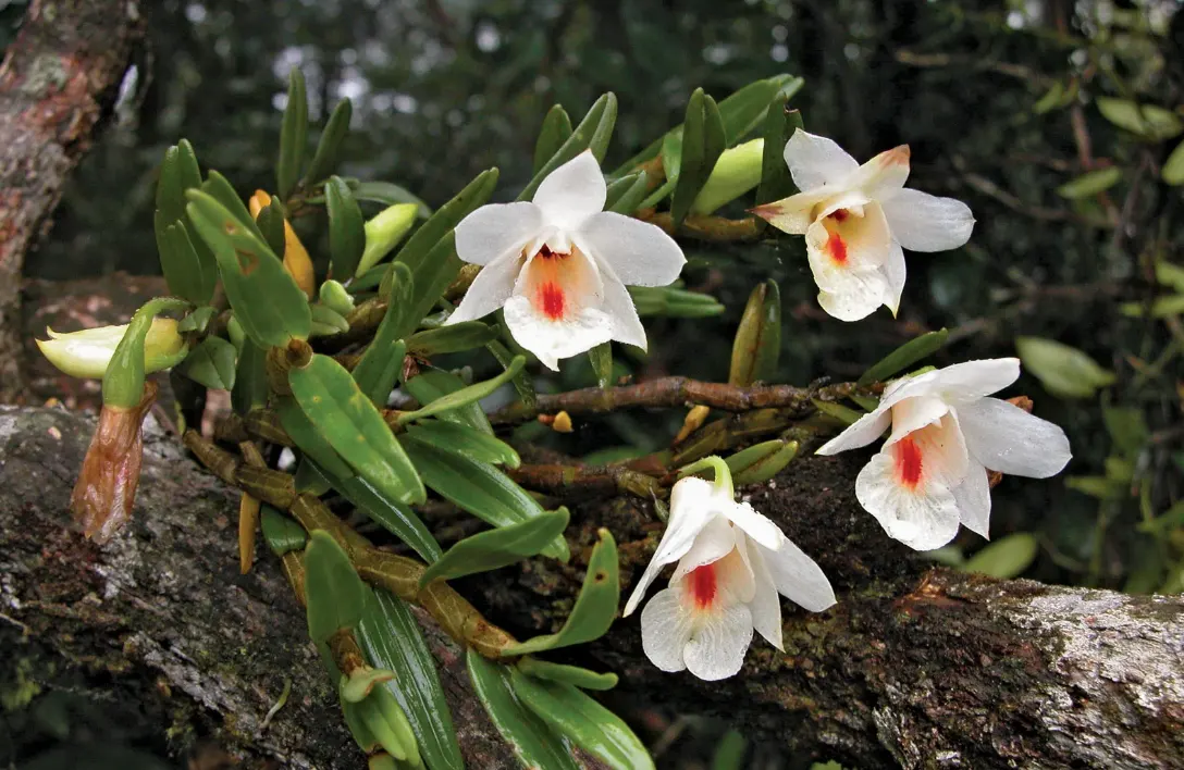 anggrek dendrobium