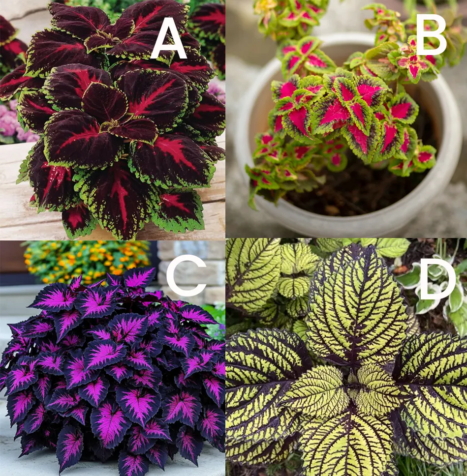 bunga coleus