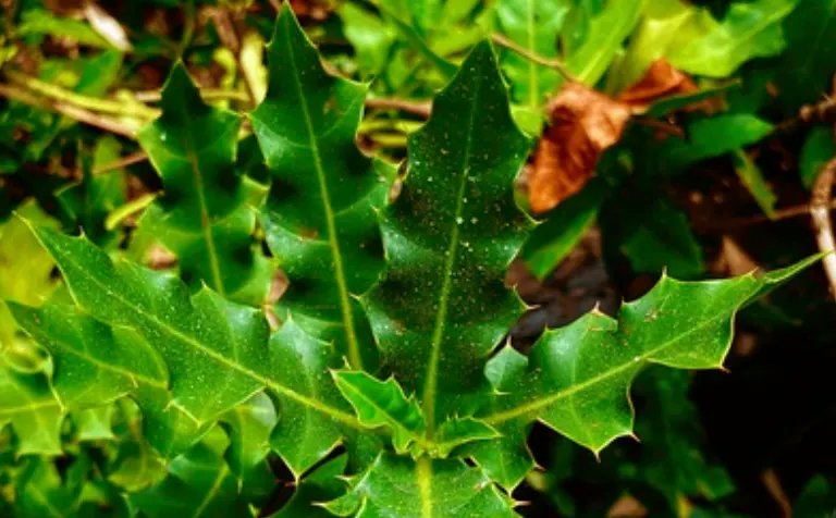 tetanam | Daun Jeruju: Acanthus ilicifolius Tanaman Semak Berdaun Unik jeruju