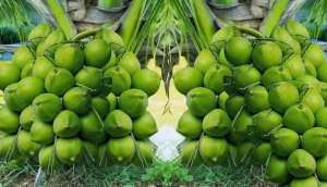 Kelapa Genjah Entok: Kelapa Unggul dari Indonesia