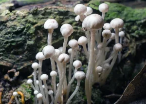 tetanam | Jamur Enoki: Jamur dari Jaman Edo di Jepang jamur enoki