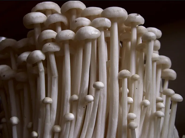 tetanam | Jamur Enoki: Jamur dari Jaman Edo di Jepang jamur enoki