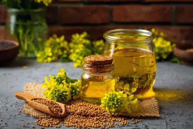 tetanam | Tanaman Kanola: Bunga dan Biji Hingga Minyak Sehat minyak kanola adalah