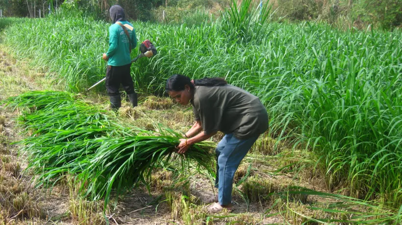 tetanam | Rumput Mombaca: Kenali dan Bandingkan dengan Rumput Lainya rumput mombaca