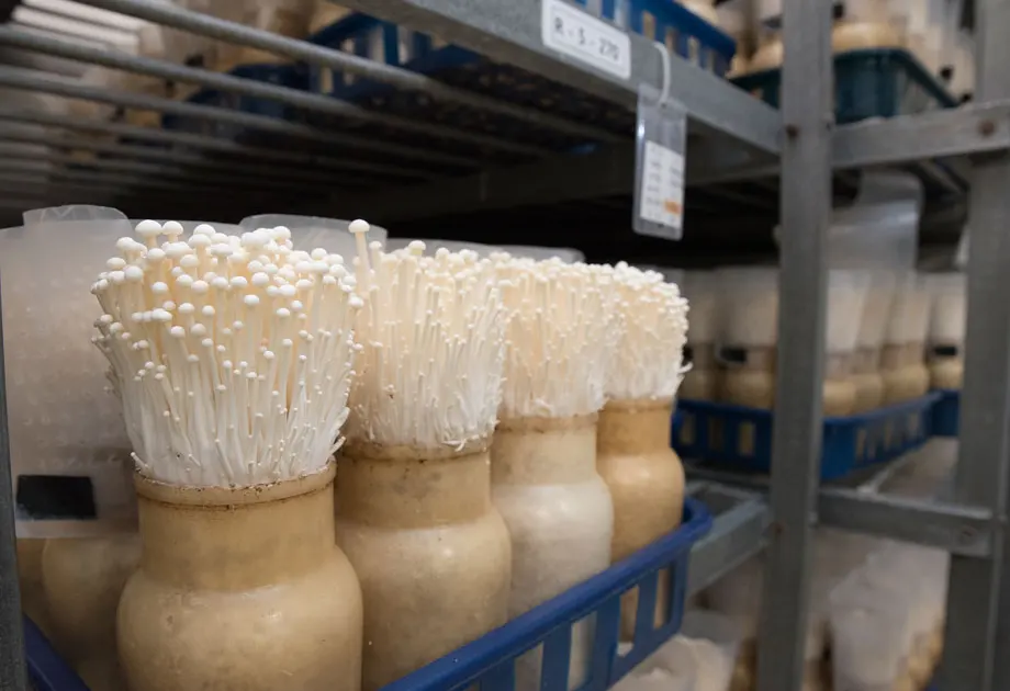 tetanam | Jamur Enoki: Jamur dari Jaman Edo di Jepang tetanam | Jamur Enoki: Jamur dari Jaman Edo di Jepang