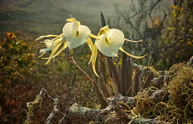 tetanam | Anggrek Brassavola: Kecantikan dalam Setiap Kelopaknya anggrek Brassavola