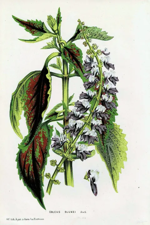 tanaman bunga coleus