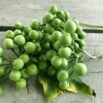 tanaman buah cepokak