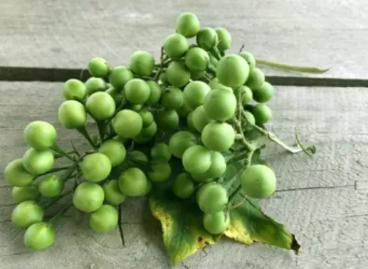 tetanam | Buah Cepokak: Tanaman Unik Berkhasiat Kaya Manfaat tanaman buah cepokak