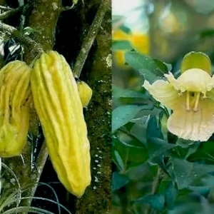 Okra Sapi: Parmentiera aculeata Tanaman Unik dari Meksiko