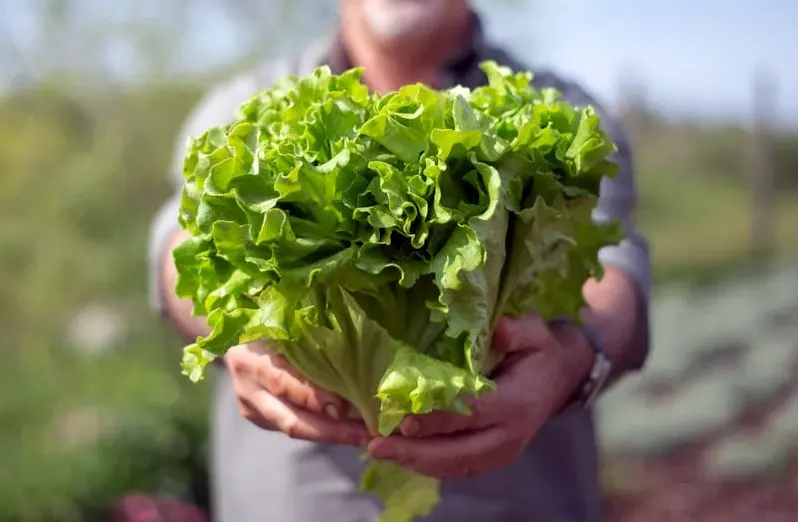 tanaman selada bokor