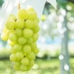 anggur muscat adalah