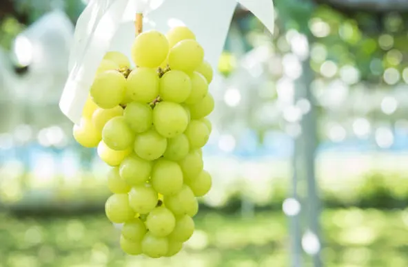 anggur muscat adalah