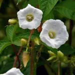 tetanam | Bidara Upas: Khasiat Herbal dari Umbi Ajaib Indonesia bidara upas