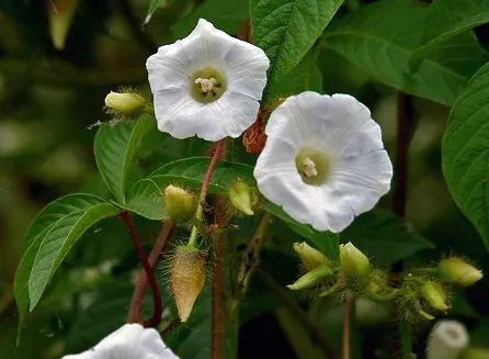 tetanam | Bidara Upas: Khasiat Herbal dari Umbi Ajaib Indonesia bidara upas