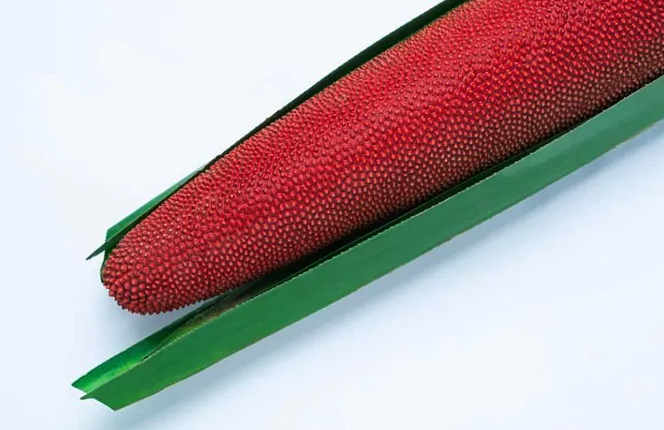 tetanam | Buah Merah: Keajaiban Papua yang Kaya Manfaat buah merah papua