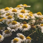 bunga chamomile adalah