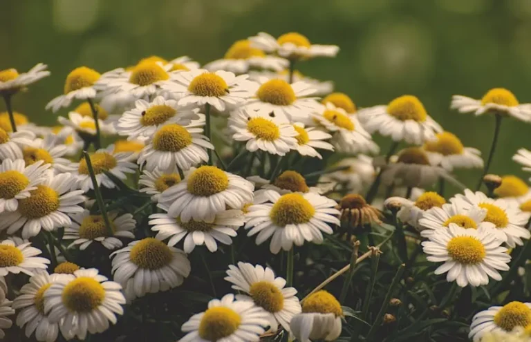 tetanam | Bunga Chamomile: Rahasia Kecantikan & Kesehatan Alami bunga chamomile adalah