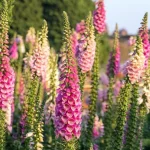bunga foxglove adalah