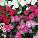 bunga vinca tapak dara