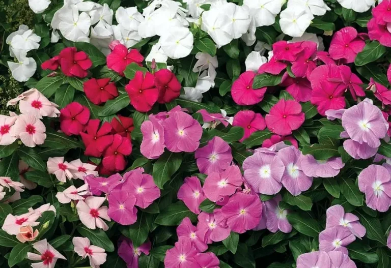 tetanam | Bunga Vinca: Si Cantik dari Madagaskar yang Berkhasiat bunga vinca tapak dara