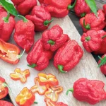 cabe carolina reaper