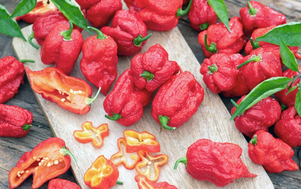 cabe carolina reaper