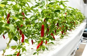 Menanam Cabe Hidroponik: Praktis, Hemat, Hasil Maksimal