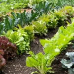 cara membuat kebun sayur sederhana