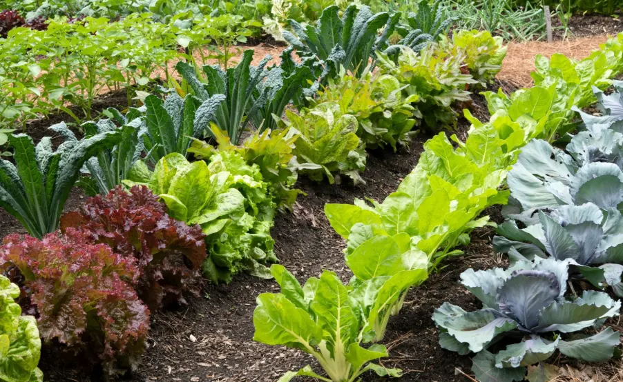 cara membuat kebun sayur sederhana