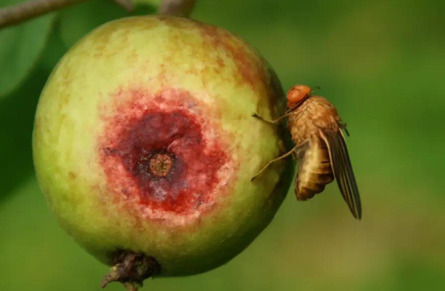 lalat buah