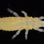 hama thrips