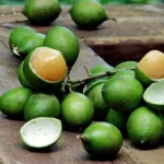 jeruk spanyol adalah