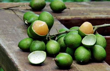 jeruk spanyol adalah