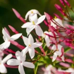 kembang melati gambir