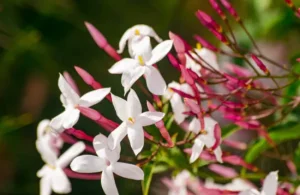 kembang melati gambir