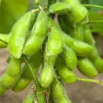 menanam edamame di polybag